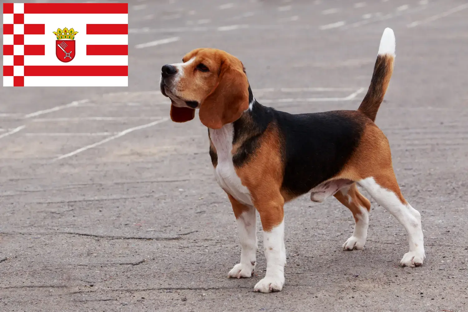 Read more about the article Beagle breeders and puppies in Bremen