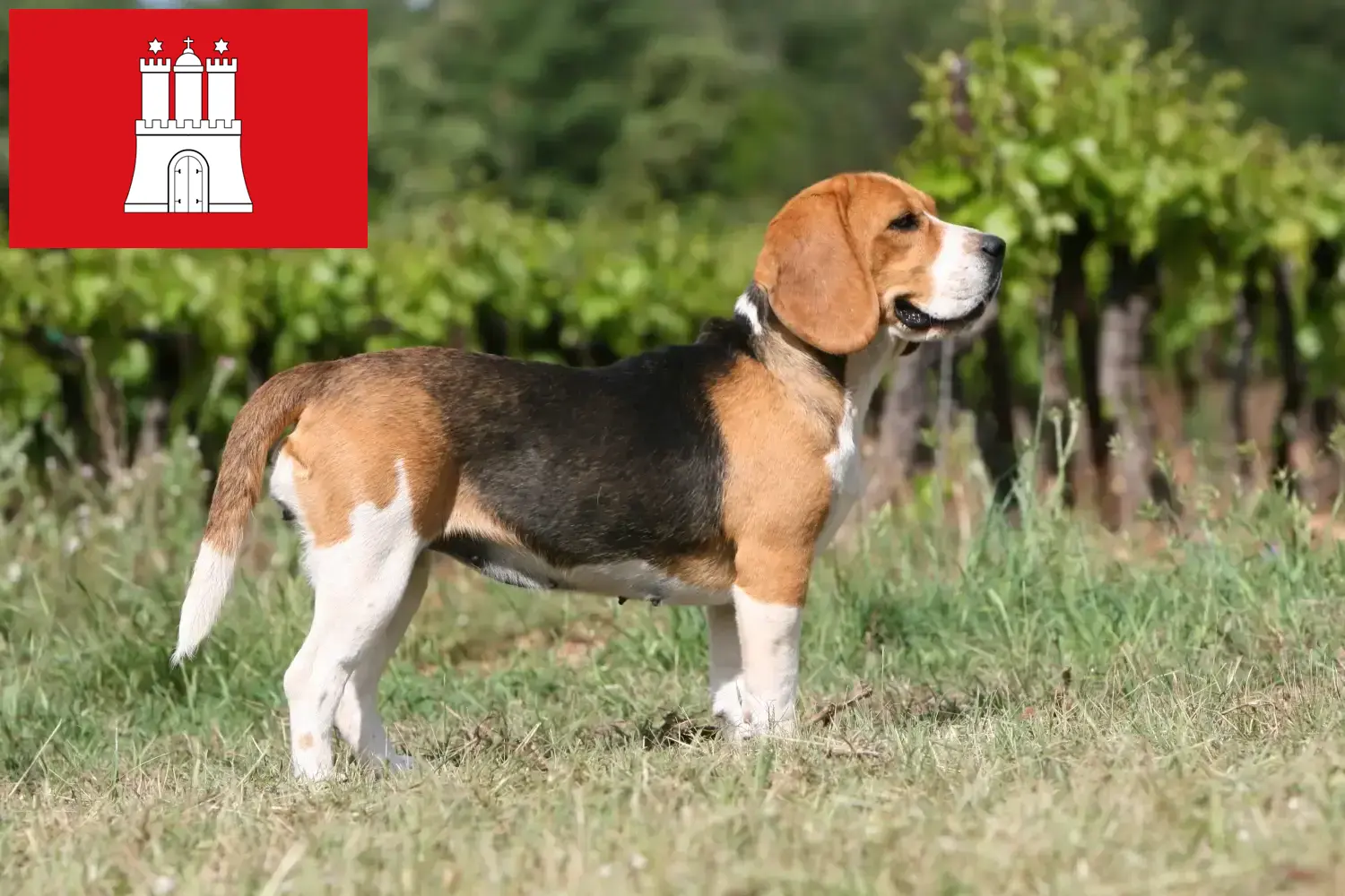 Read more about the article Beagle breeders and puppies in Hamburg