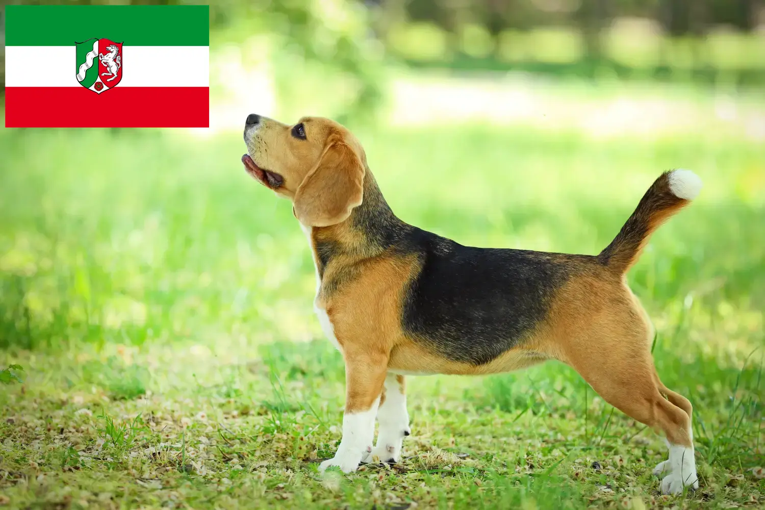 Read more about the article Beagle breeders and puppies in North Rhine-Westphalia