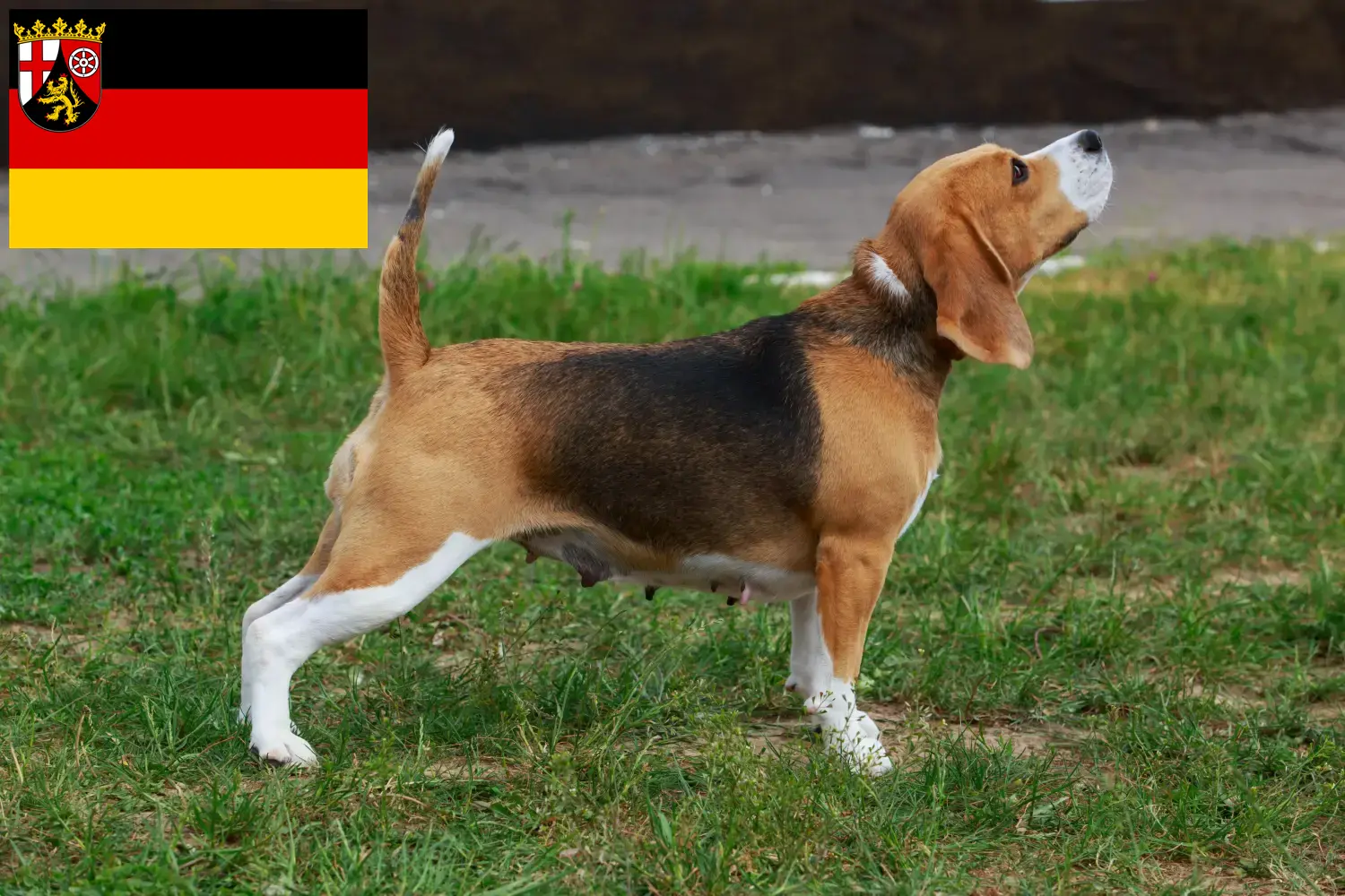 Read more about the article Beagle breeders and puppies in Rhineland-Palatinate