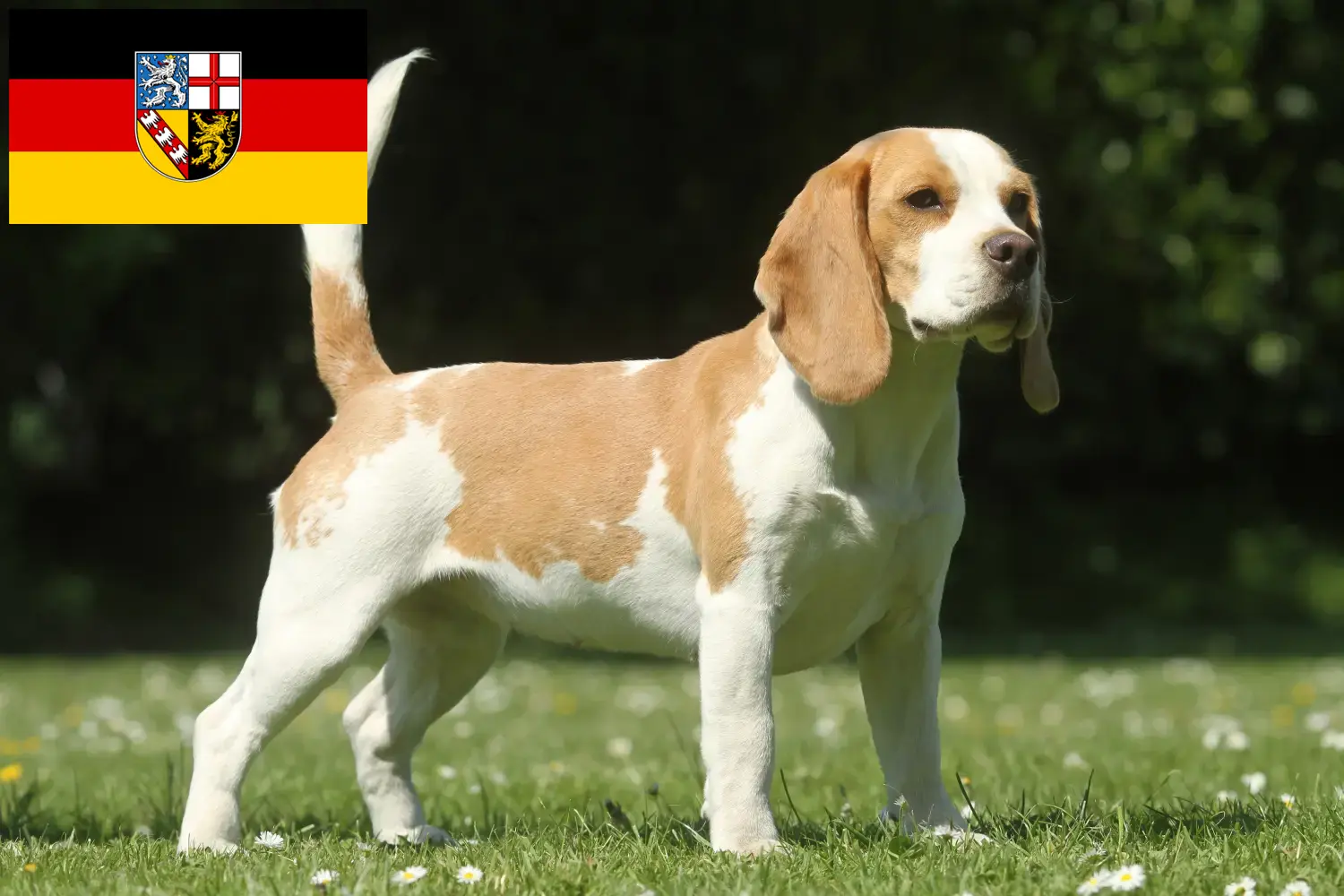 Read more about the article Beagle breeders and puppies in Saarland