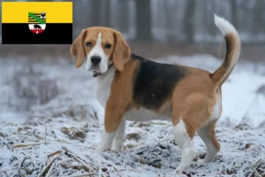 Read more about the article Beagle breeders and puppies in Saxony-Anhalt