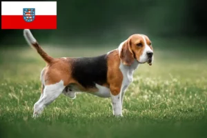 Read more about the article Beagle breeders and puppies in Thuringia