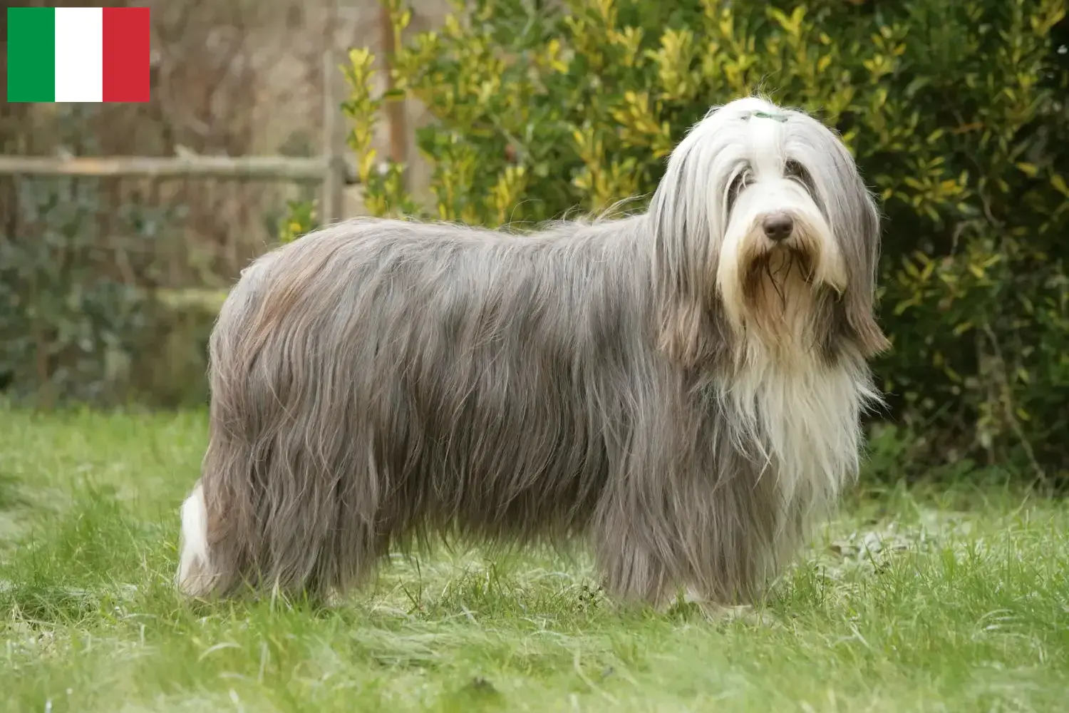Read more about the article Bearded Collie breeders and puppies in Italy
