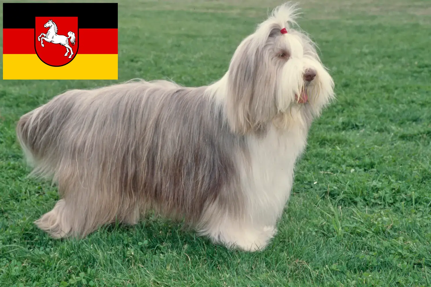 Read more about the article Bearded Collie breeders and puppies in Lower Saxony