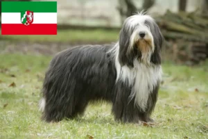 Read more about the article Bearded Collie breeders and puppies in North Rhine-Westphalia