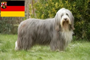 Read more about the article Bearded Collie breeders and puppies in Rhineland-Palatinate