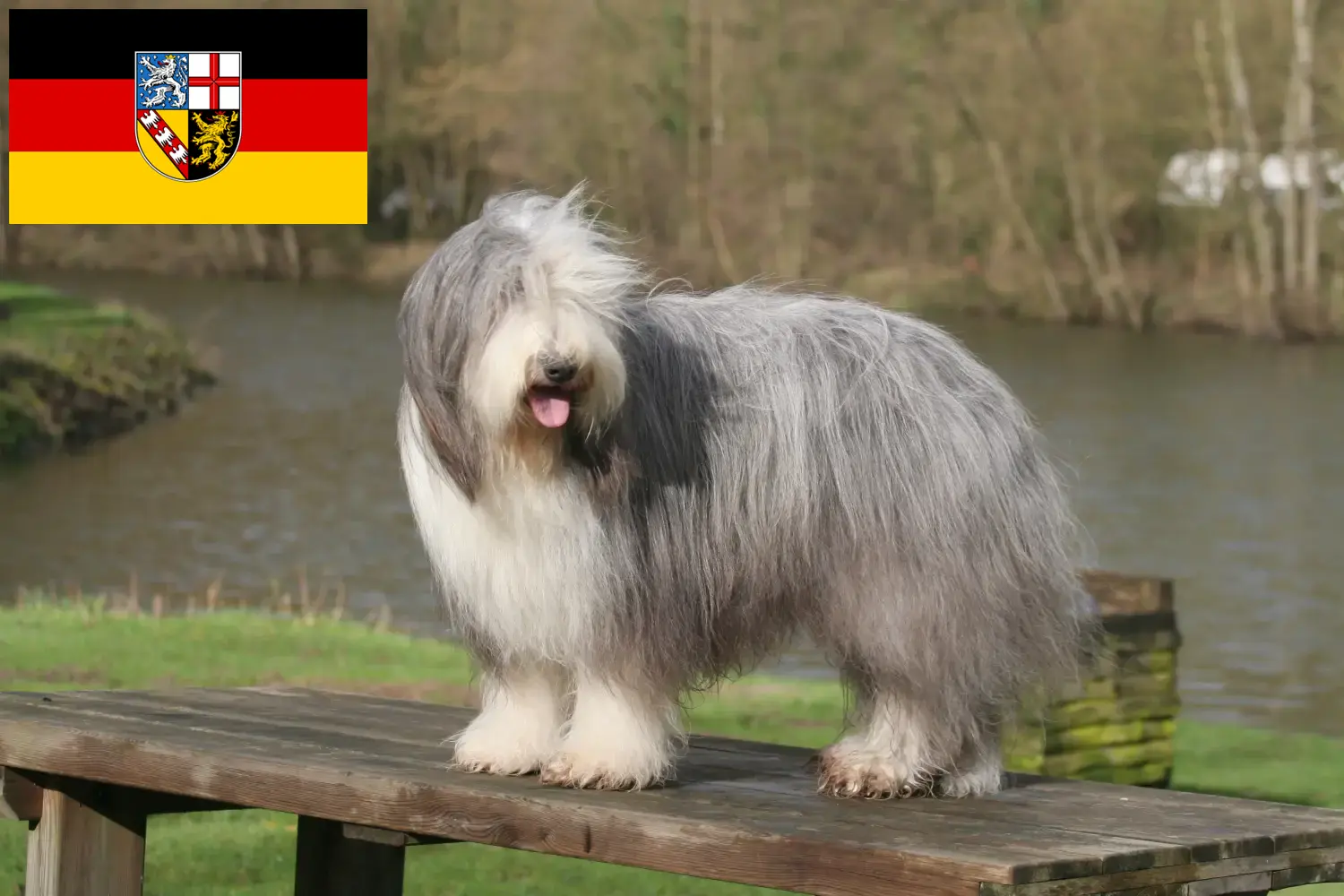 Read more about the article Bearded Collie breeders and puppies in Saarland