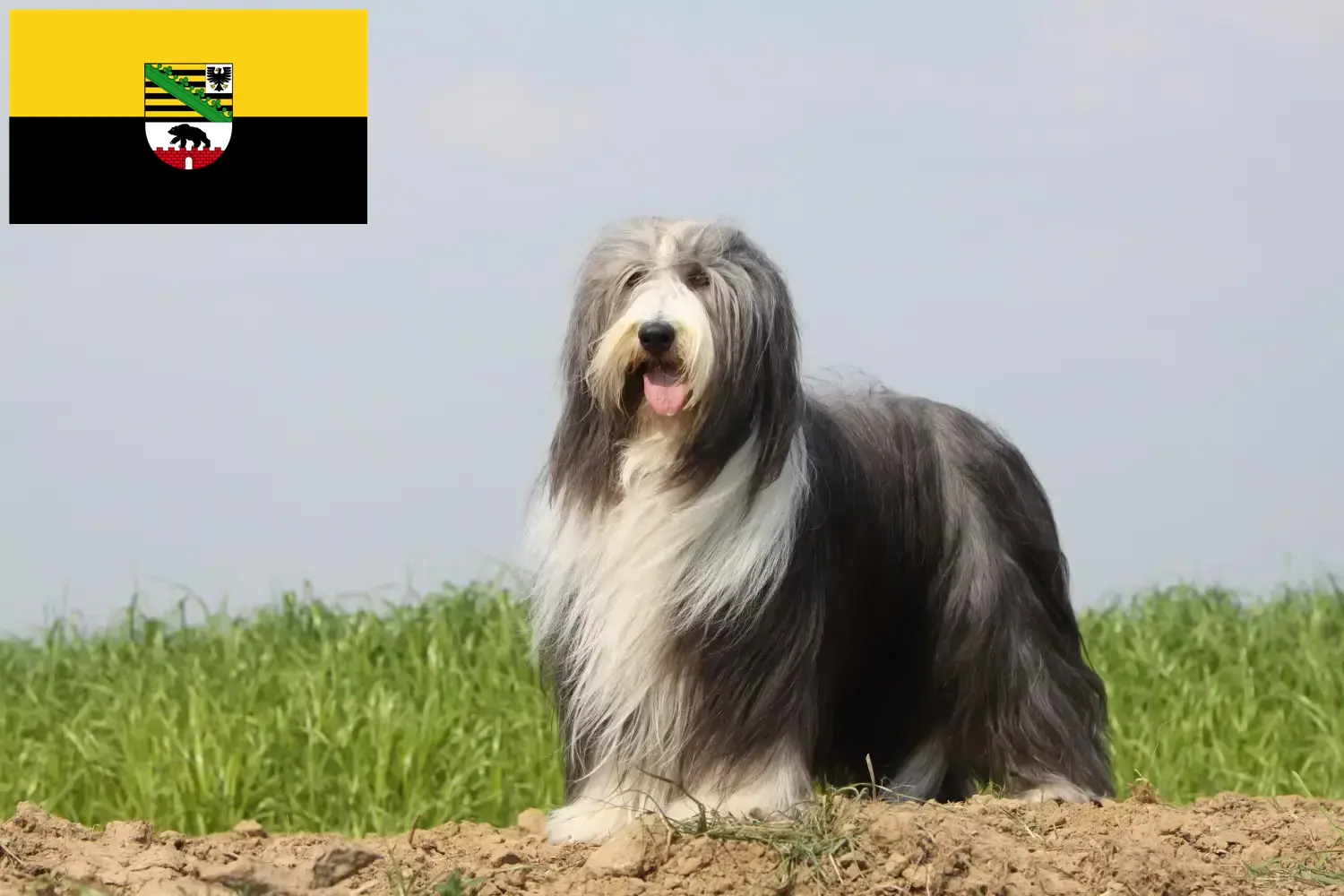 Read more about the article Bearded Collie breeders and puppies in Saxony-Anhalt