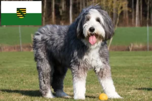 Read more about the article Bearded Collie breeders and puppies in Saxony