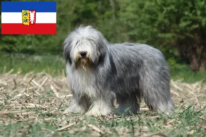 Read more about the article Bearded Collie breeders and puppies in Schleswig-Holstein