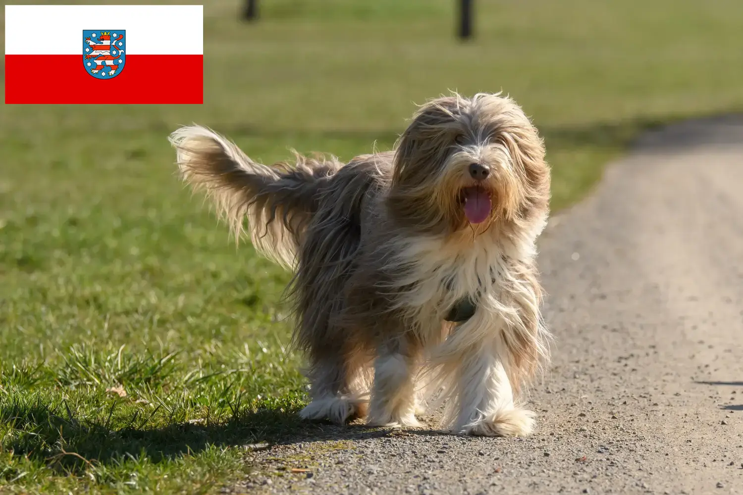 Read more about the article Bearded Collie breeders and puppies in Thuringia
