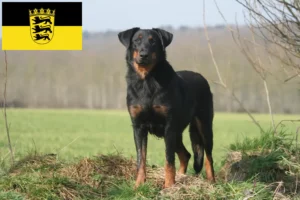 Read more about the article Beauceron breeders and puppies in Baden-Württemberg