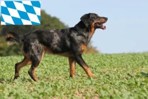 Read more about the article Beauceron breeders and puppies in Bavaria