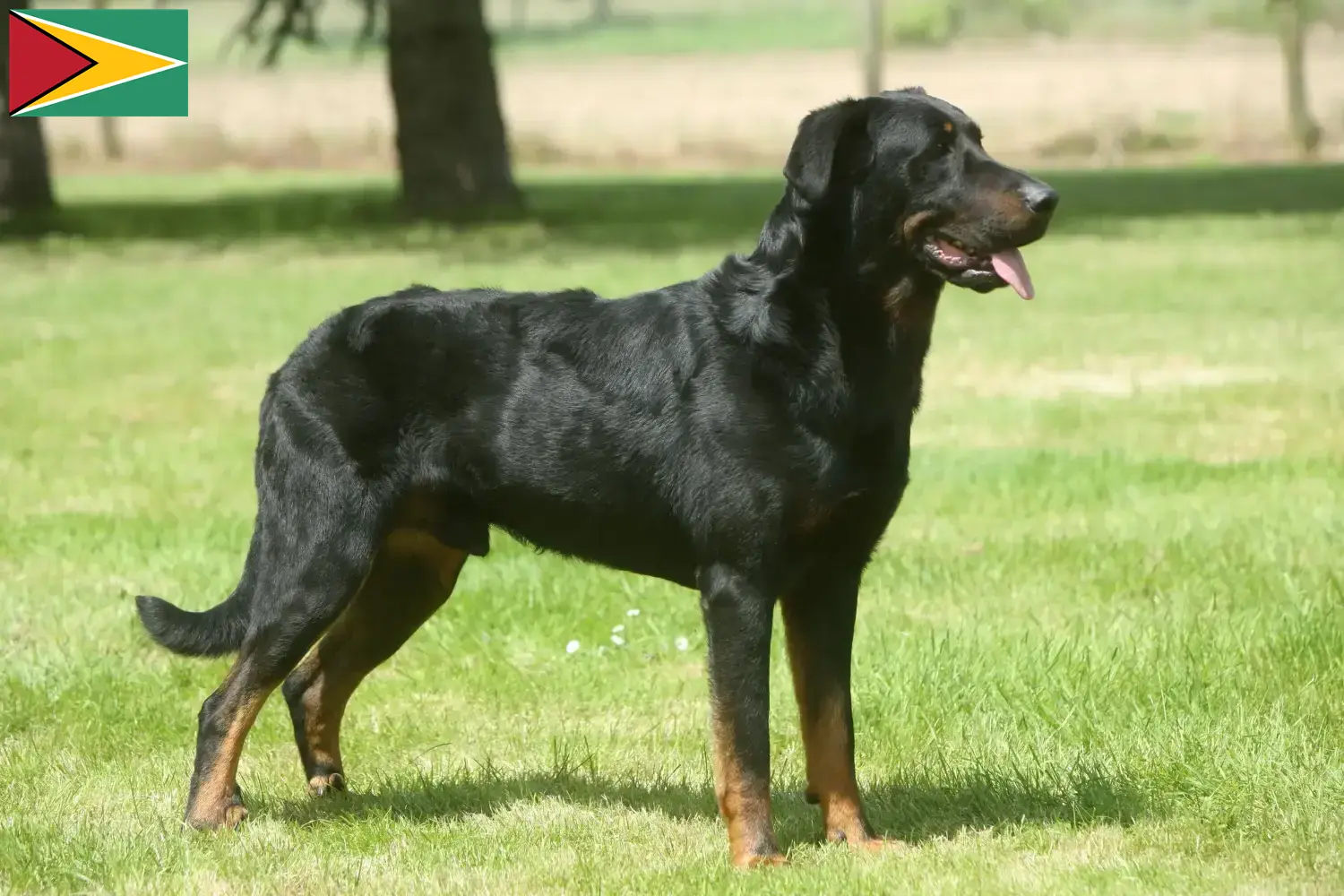 Read more about the article Beauceron breeders and puppies in Guyana