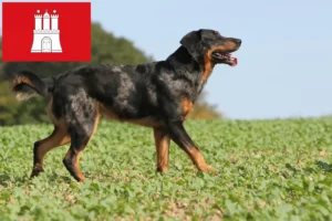 Read more about the article Beauceron breeders and puppies in Hamburg