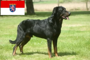 Read more about the article Beauceron breeders and puppies in Hessen