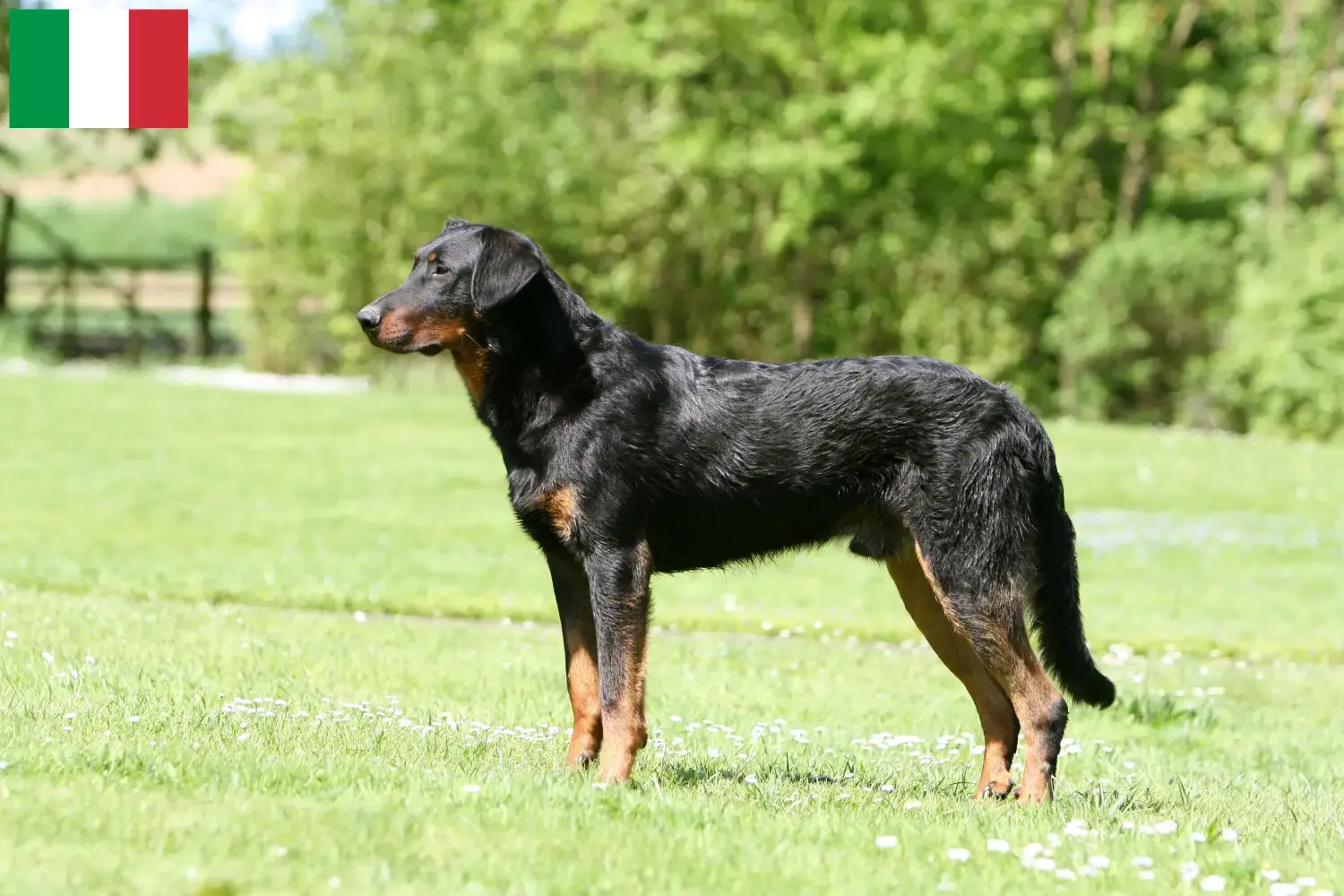 Read more about the article Beauceron breeders and puppies in Italy