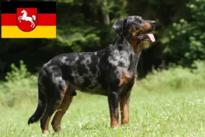 Read more about the article Beauceron breeders and puppies in Lower Saxony