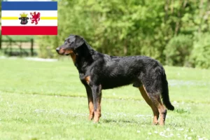 Read more about the article Beauceron breeders and puppies in Mecklenburg-Vorpommern