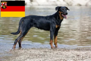 Read more about the article Beauceron breeders and puppies in Rhineland-Palatinate