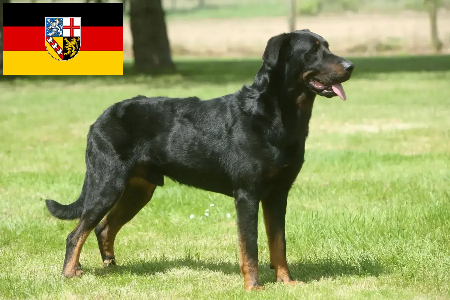 Read more about the article Beauceron breeders and puppies in Saarland
