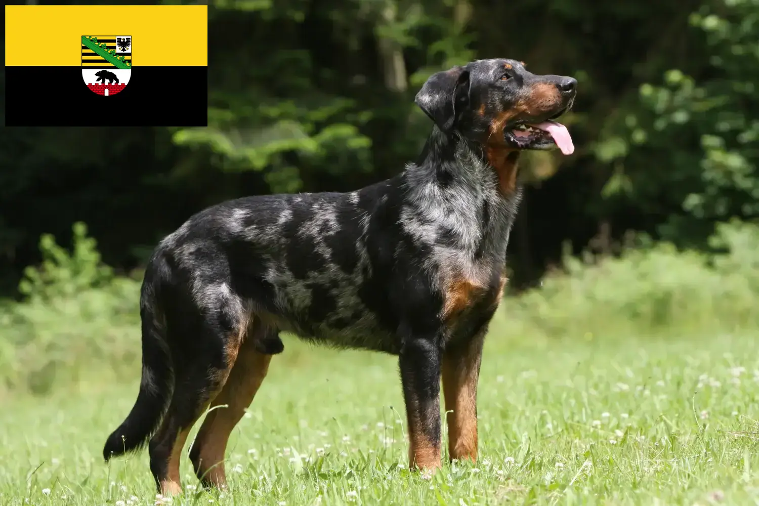 Read more about the article Beauceron breeders and puppies in Saxony-Anhalt