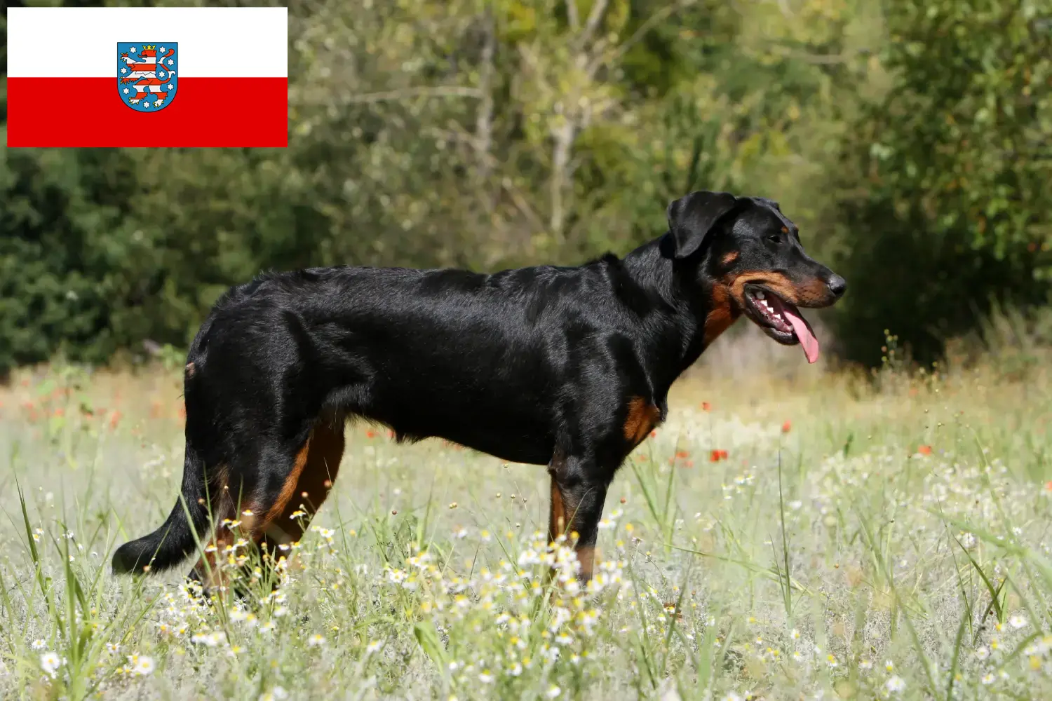 Read more about the article Beauceron breeders and puppies in Thuringia