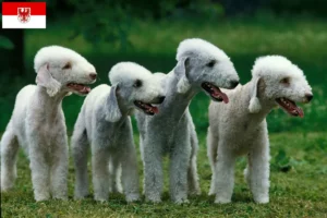 Read more about the article Bedlington Terrier breeders and puppies in Brandenburg