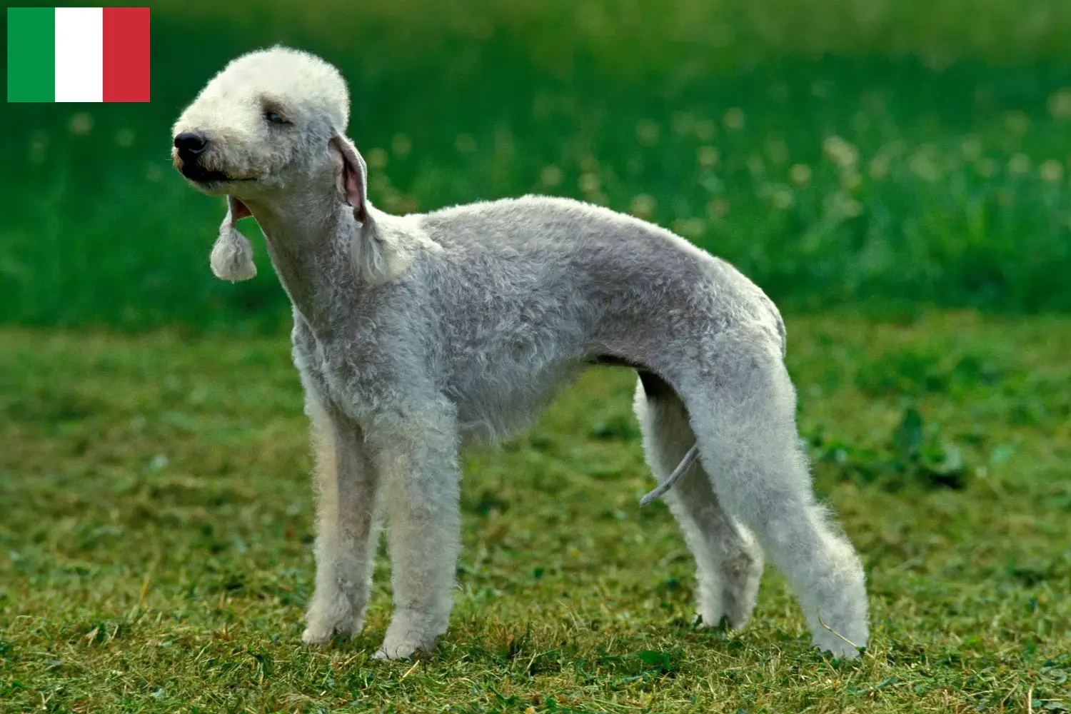 Read more about the article Bedlington Terrier breeders and puppies in Italy
