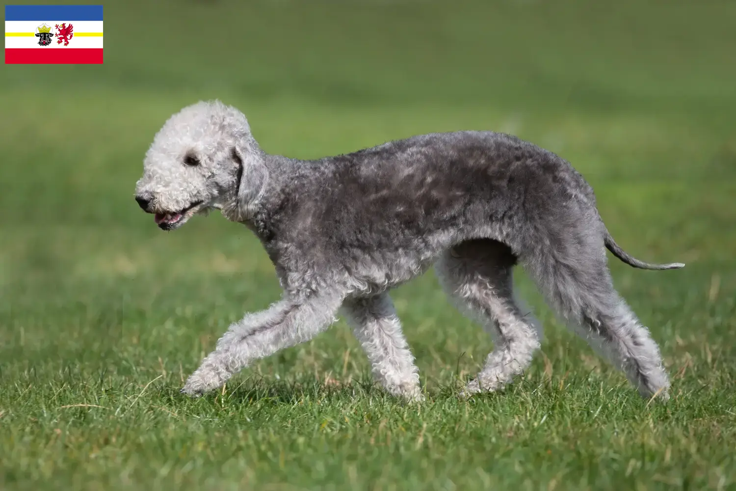 Read more about the article Bedlington Terrier breeders and puppies in Mecklenburg-Vorpommern