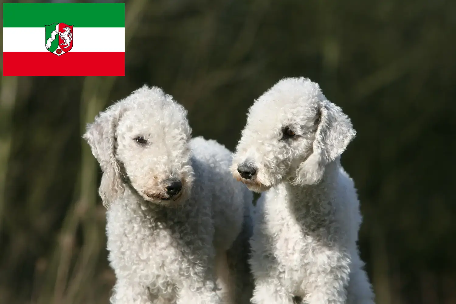 Read more about the article Bedlington Terrier breeders and puppies in North Rhine-Westphalia