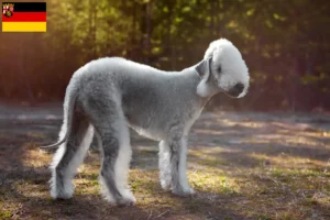 Read more about the article Bedlington Terrier breeders and puppies in Rhineland-Palatinate