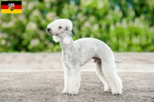 Read more about the article Bedlington Terrier breeders and puppies in Saarland