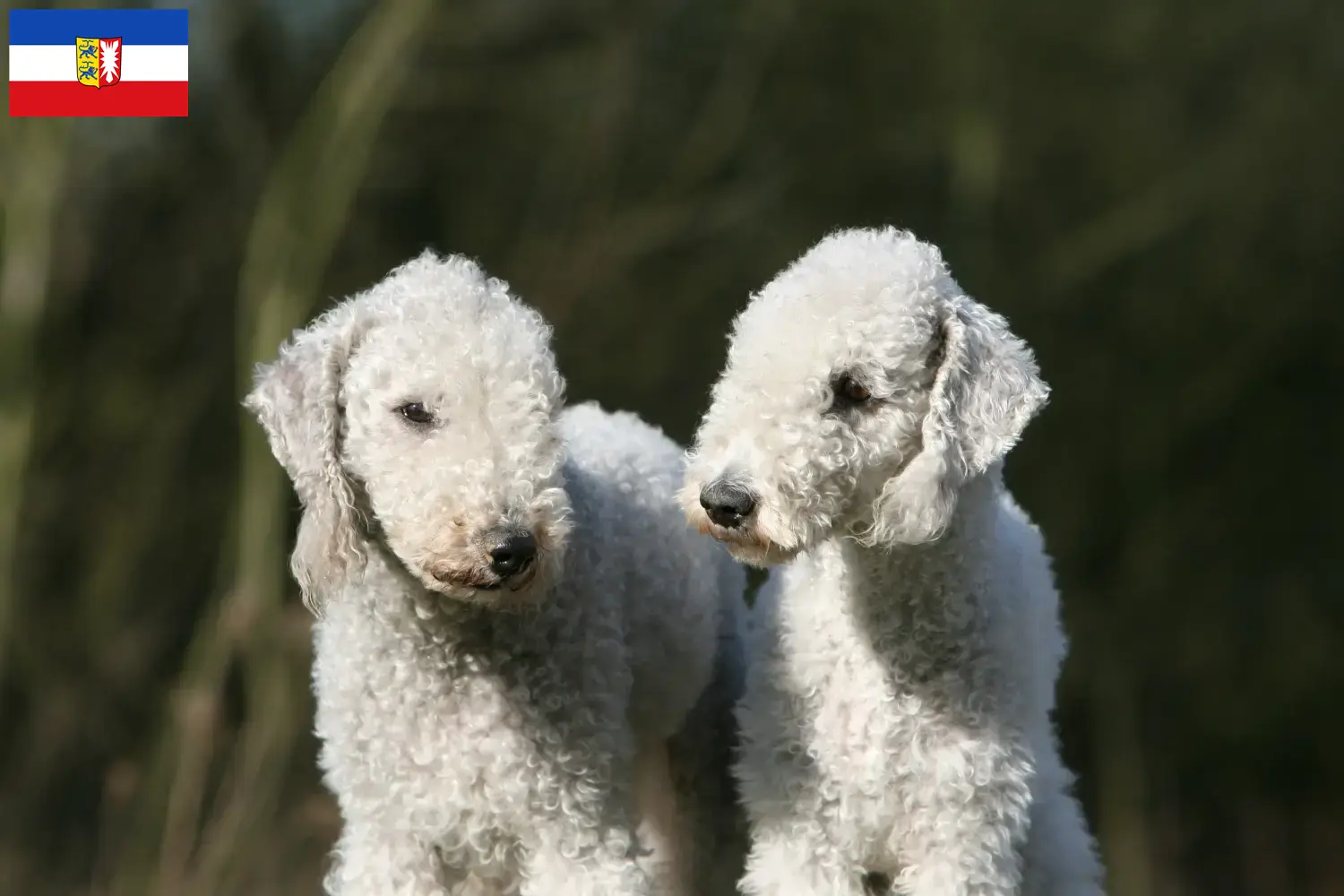 Read more about the article Bedlington Terrier breeders and puppies in Schleswig-Holstein