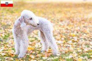 Read more about the article Bedlington Terrier breeders and puppies in Thuringia