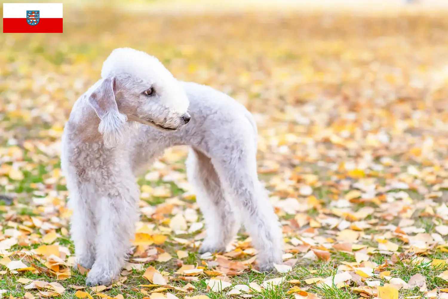 Read more about the article Bedlington Terrier breeders and puppies in Thuringia
