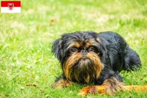 Read more about the article Belgian Dwarf Griffon breeders and puppies in Brandenburg