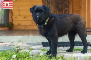 Read more about the article Belgian Dwarf Griffon breeder and puppies in Bremen