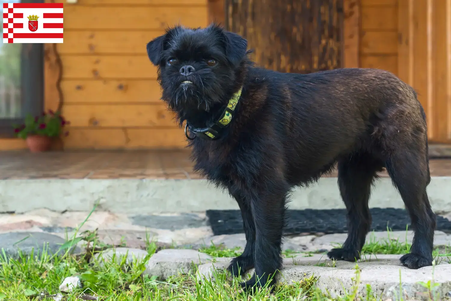 Read more about the article Belgian Dwarf Griffon breeder and puppies in Bremen