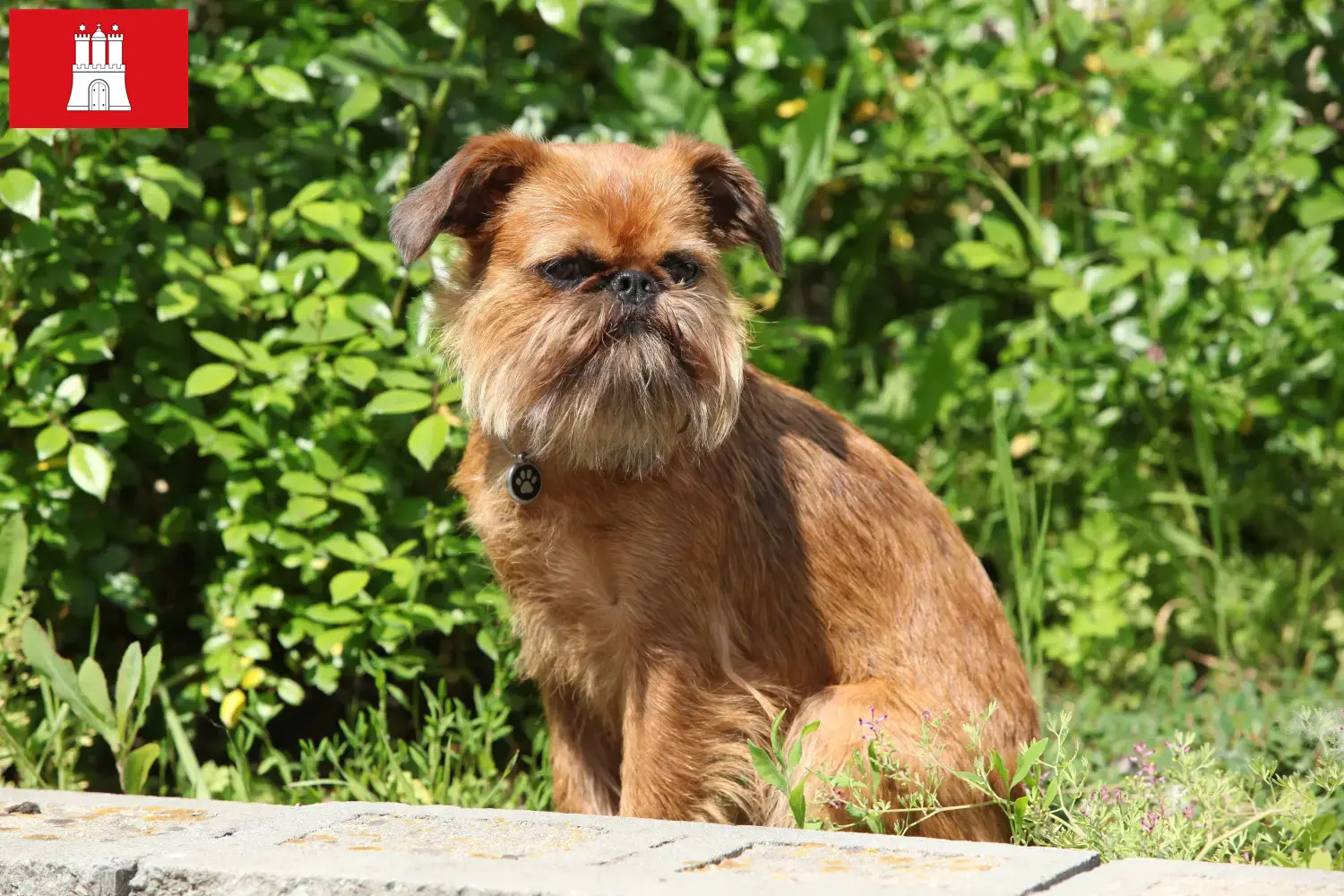 Read more about the article Belgian Dwarf Griffon breeder and puppies in Hamburg