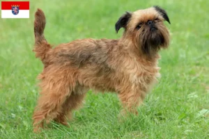 Read more about the article Belgian Dwarf Griffon breeder and puppies in Hessen