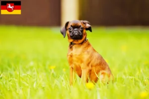 Read more about the article Belgian Dwarf Griffon breeders and puppies in Lower Saxony