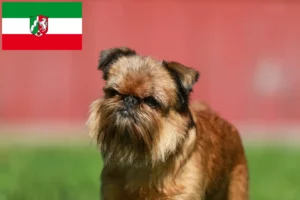 Read more about the article Belgian Dwarf Griffon breeders and puppies in North Rhine-Westphalia