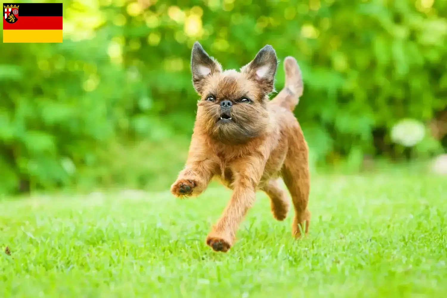 Read more about the article Belgian Dwarf Griffon breeders and puppies in Rhineland-Palatinate