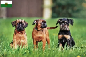 Read more about the article Belgian Dwarf Griffon breeders and puppies in Saxony