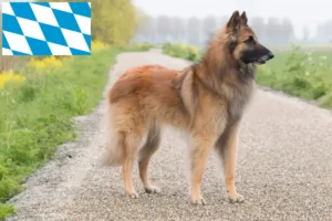 Read more about the article Belgian Shepherd Dog Breeder and Puppies in Bavaria