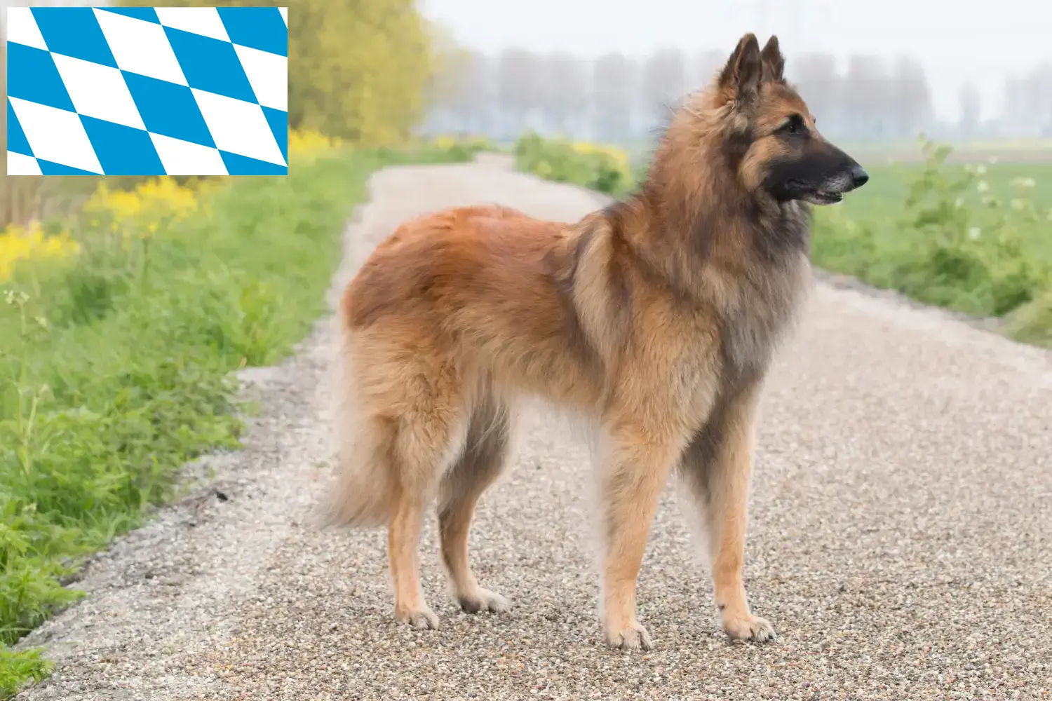 Read more about the article Belgian Shepherd Dog Breeder and Puppies in Bavaria