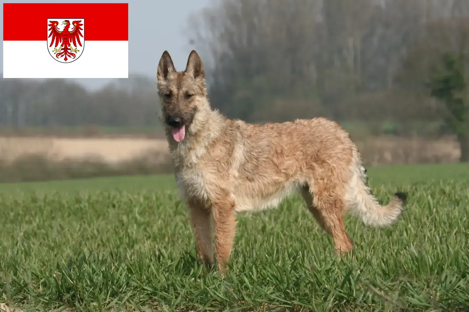 Read more about the article Belgian Shepherd Dog Breeder and Puppies in Brandenburg