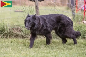 Read more about the article Belgian Shepherd Dog Breeder and Puppies in Guyana